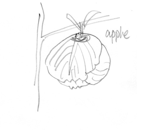 APPLE CIDER by KOBAYASHI AKIYIO_02