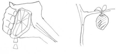 APPLE JUICE by KOBAYASHI AKIYIO_02