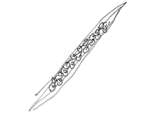 APPLE TEA KOBAYASHI AKIYIO_01