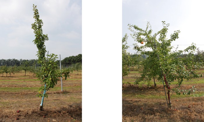 apples low_small_selection